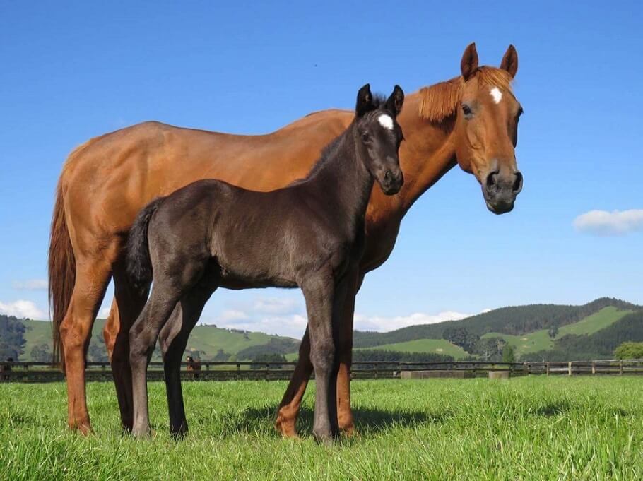 Breeding Basics 1 Broodmare selection and physiology